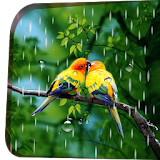 Rainy Bird Live Wallpaper icon