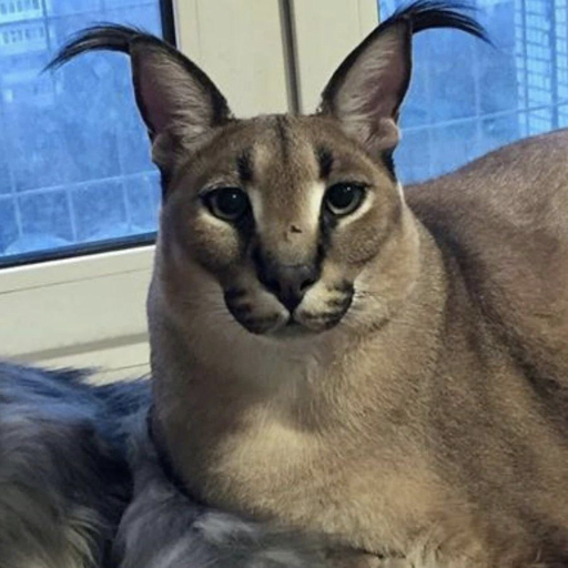 Get Floppa Cat Wallpapers HD for Android Aso Report