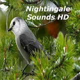 Nightingale Bird Sounds HD icon