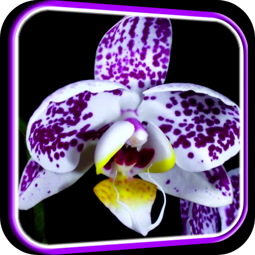 Orchid Video Live Wallpaper  Icon