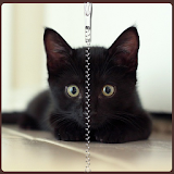 Black Kitty Zipper Lock icon