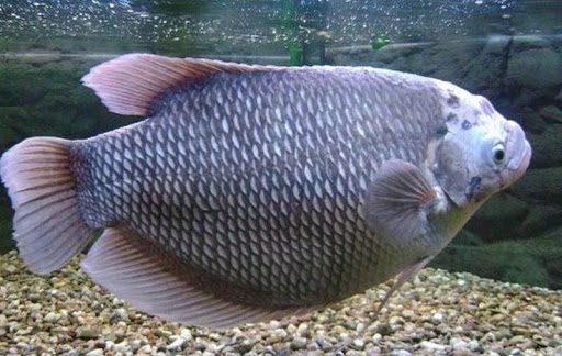 The Secret Of The Accurate Fis