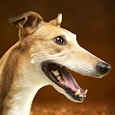 App Download Greyhound Dog Simulator Install Latest APK downloader