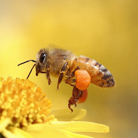 Honey Bee  Bee Sting Sounds