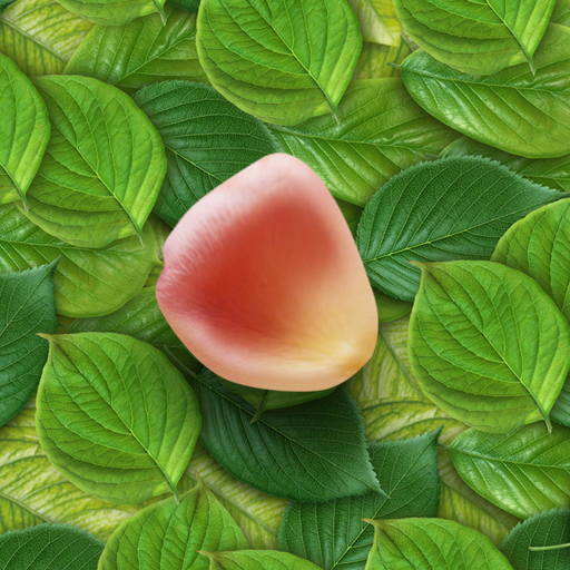 3D Petals Live Wallpaper