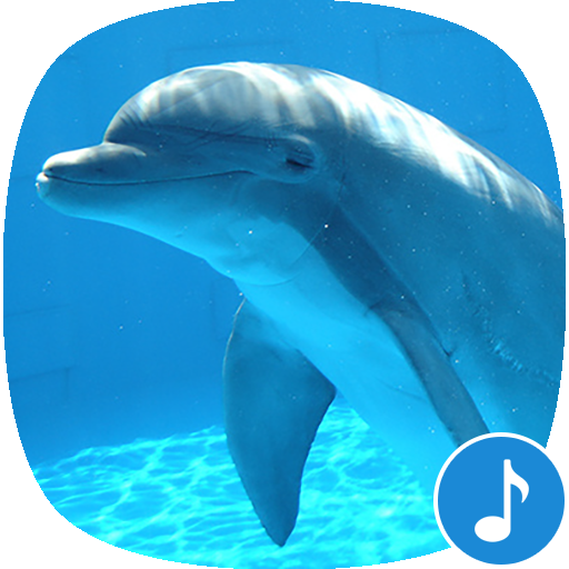 Дельфин какой звук. Звук дельфина. Язык дельфинов. Дельфины звуки. Лечебные звуки дельфинов.