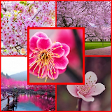 beautiful cherry blossoms icon
