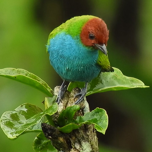 colourful birds wallpaper logo
