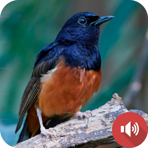 White-rumped Shama Sounds logo