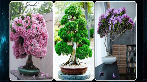 Bonsai Plant Ideas