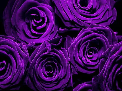 Purple Rose Wallpaper
