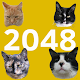 2048 Cats Windowsでダウンロード