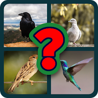 Birds guess