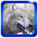 Wolf howl sounds icon