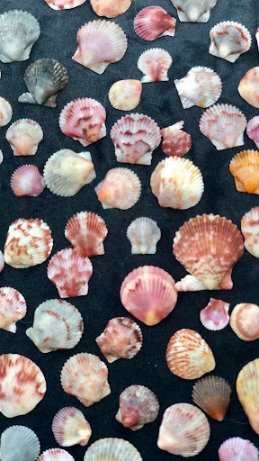 Seashell Wallpapers Screen 3