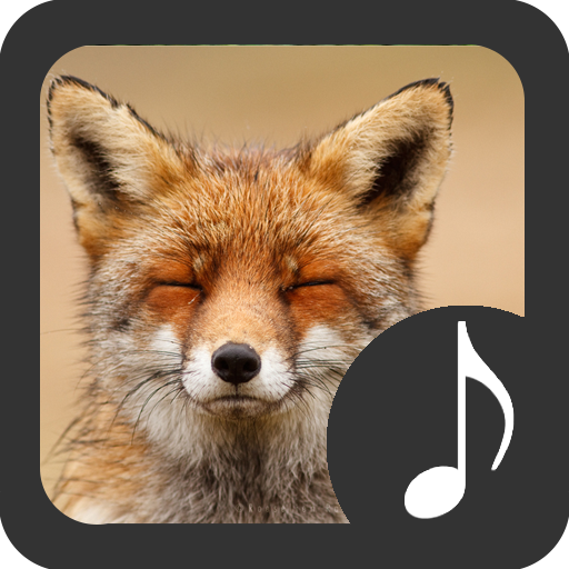 Приложение с лисой. Лиса звук. Лисица звуки. Английский Fox Sound.