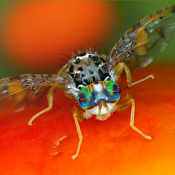 Icon image Key selected fruitflies Africa