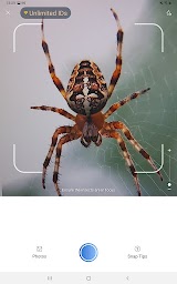 Picture Insect & Spider ID