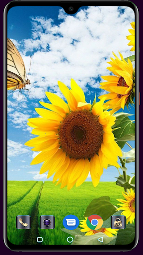 Android application Sunflower Wallpaper screenshort