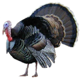Turkey Hunter icon
