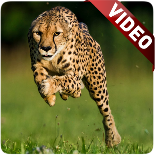 Cheetah Video Live Wallpaper - Apps on Google Play
