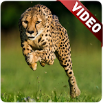 Cover Image of Download Cheetah Video Live Wallpaper  APK