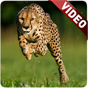 Top 40 Personalization Apps Like Cheetah Video Live Wallpaper - Best Alternatives
