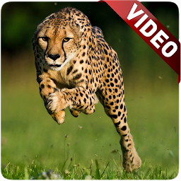 Icon image Cheetah Video Live Wallpaper
