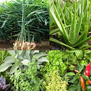 Medicinal plants: natural remedy 3.0.0 APK Download