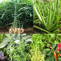 Medicinal plants: natural remedy