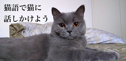 猫の鳴き声で猫語翻訳 猫と会話ができるアプリ - التطبيقات على Google 