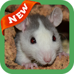 Cover Image of Download Rat Wallpaper 3.0 APK