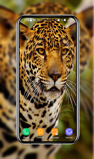 Cheetah Wallpapers