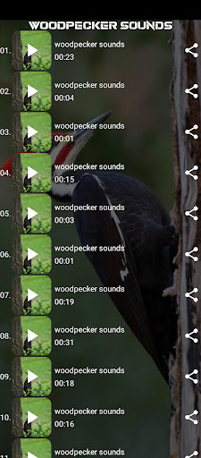 woodpecker sounds Screen 2