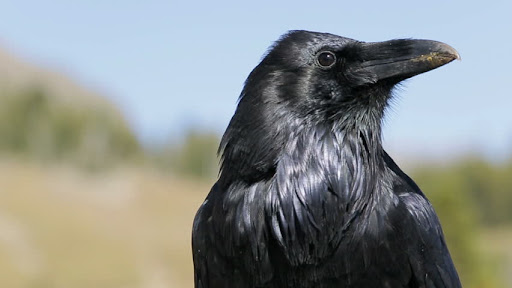 Crow Sounds Calls