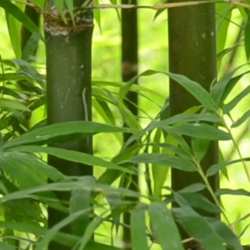 green forest wallpaper logo