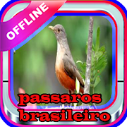 Passaros brasileiro