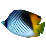 FishFinder - worldwide Fish ID icon