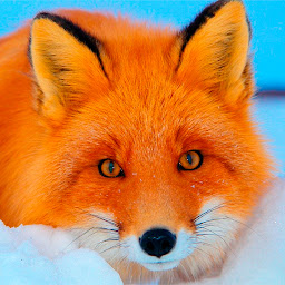 Icon image Fox Wallpapers