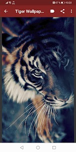 Tiger Wallpapers 4