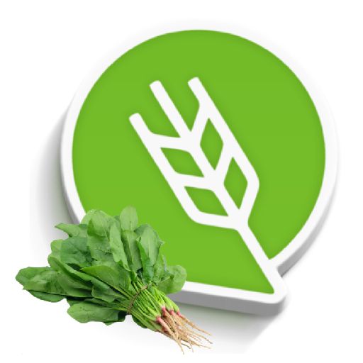 चाकवत लागवड #Agrownet™ - AppWisp.com