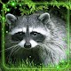 Raccoon Forest Live Wallpaper Изтегляне на Windows