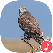 Appp.io - Peregrine Falcon Sounds