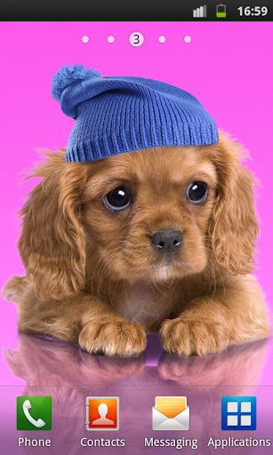 Sweet dog, puppy, dress up