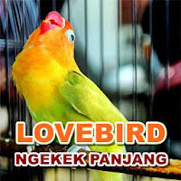 Kicau Lovebird Ngekek Panjang MP3 Offline