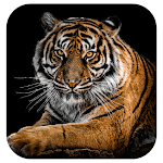 Cover Image of Download Tiger Wallpapers 1.0.0 APK
