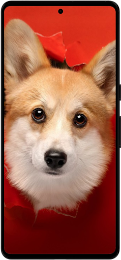 Corgi Dog Wallpapers Screenshot 4 - AppWisp.com