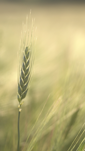 Green video wallpapers