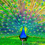 Cover Image of 下载 Peacocks Live Wallpapers  APK