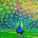 Peacocks Live Wallpapers